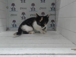 Cookie image 1