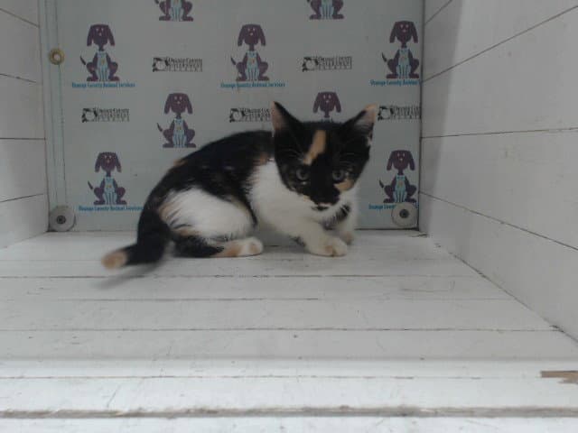 Cookie - Domestic Short Hair