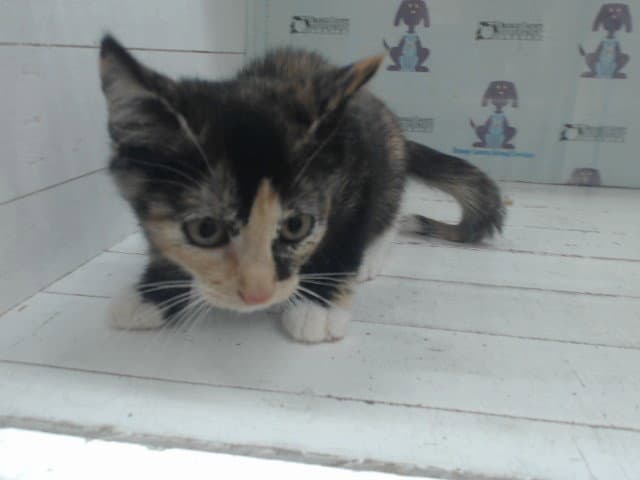 Carmel - Domestic Short Hair