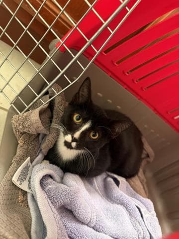 Piglet - Domestic Short Hair