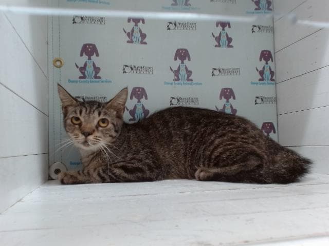 Butters - Domestic Short Hair
