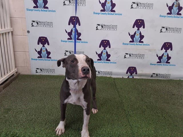 Rex - Pit Bull Terrier