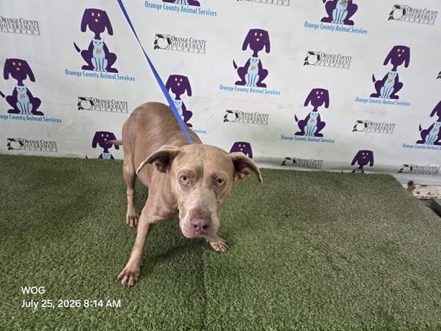 Sheila - Pit Bull Terrier