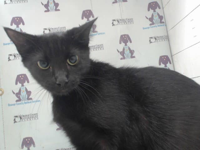 Unknown - Domestic Short Hair