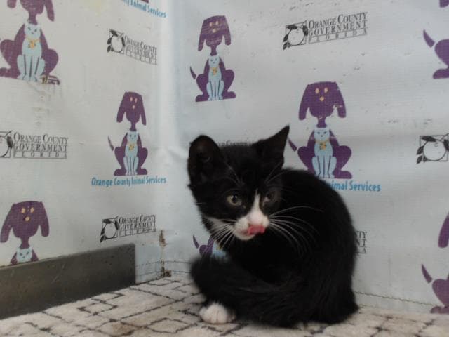 Unknown - Domestic Short Hair