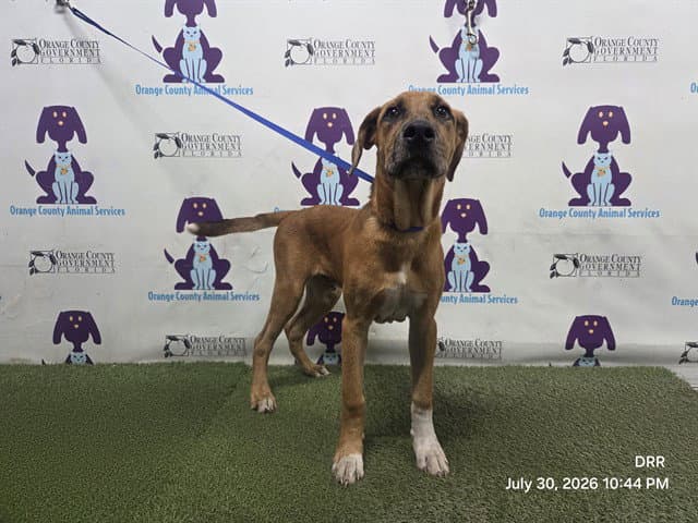 Havoc - Pit Bull Terrier