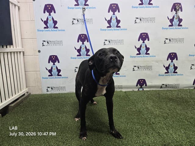 Randy - Pit Bull Terrier