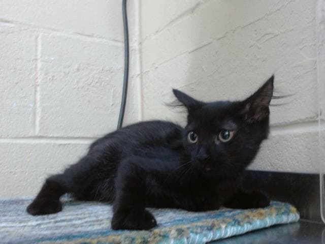 Margarita - Domestic Short Hair