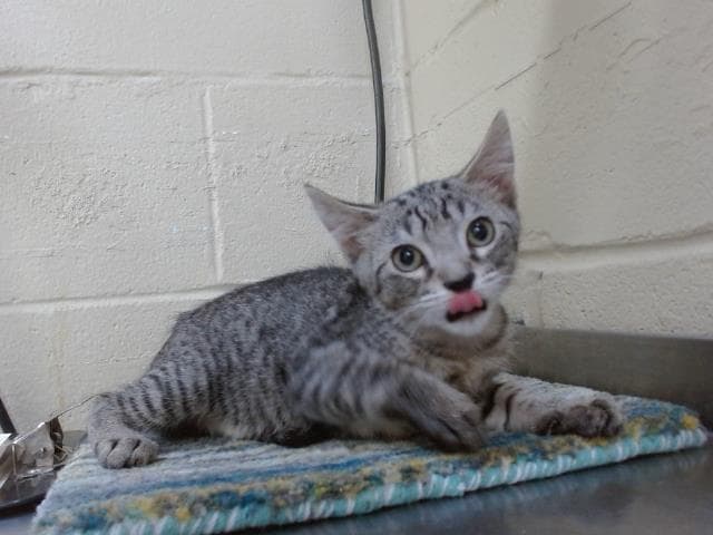 Fiesta - Domestic Short Hair