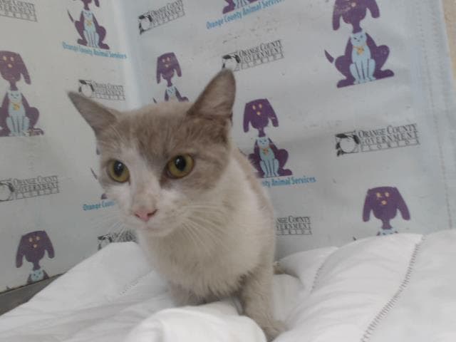 Cloud - Domestic Short Hair
