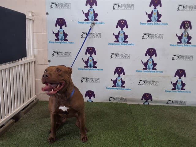 Aries - Pit Bull Terrier