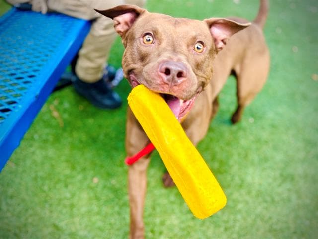 Aries - Pit Bull Terrier