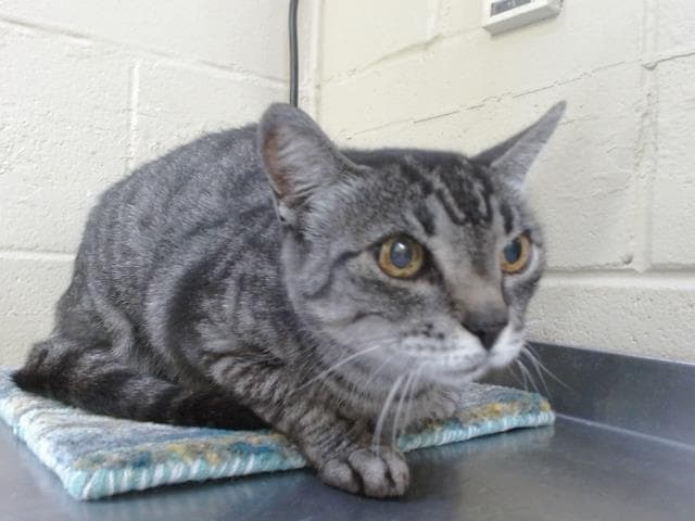 Mia - Domestic Short Hair