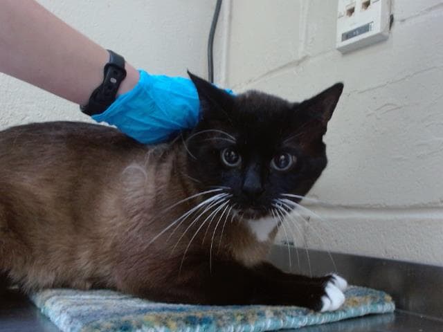 Oreo - Domestic Short Hair
