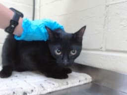 Junipurr image 1