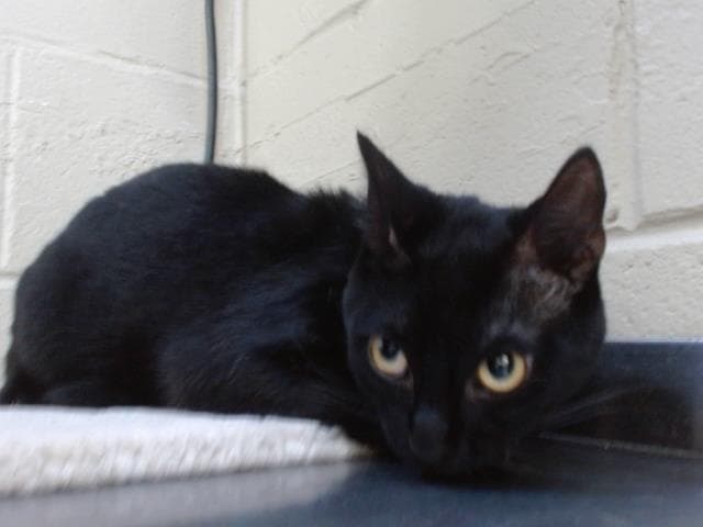 Tchalla - Domestic Short Hair