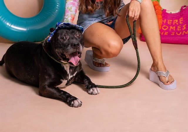 Prest - Staffordshire Bull Terrier