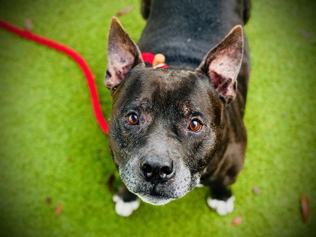 Prest - Staffordshire Bull Terrier