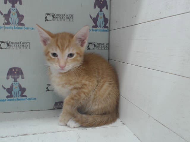 Orangesicles - Domestic Short Hair