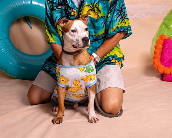 Rip - Pit Bull Terrier