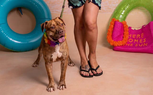 Forest - Pit Bull Terrier