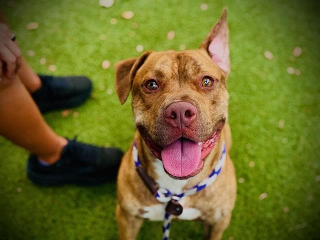Forest - Pit Bull Terrier