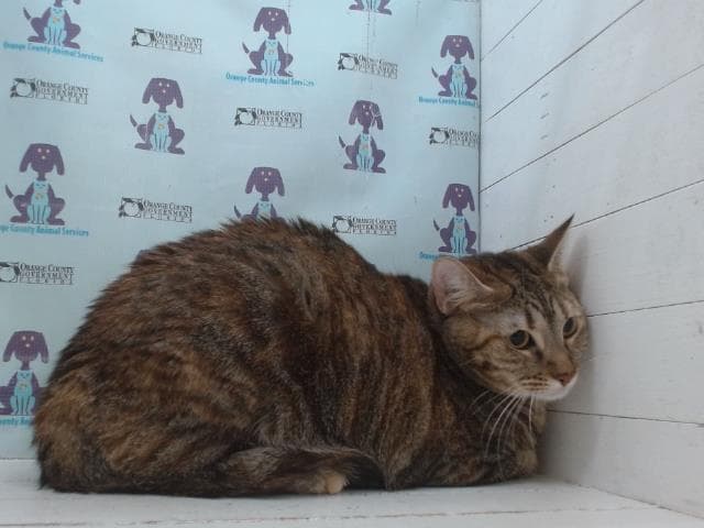 Betty Boop - Domestic Short Hair