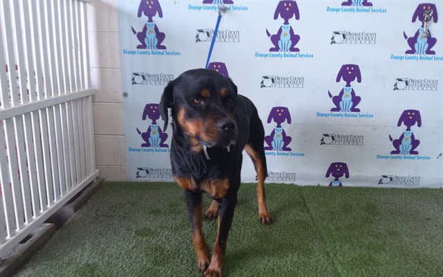 Luna - Rottweiler