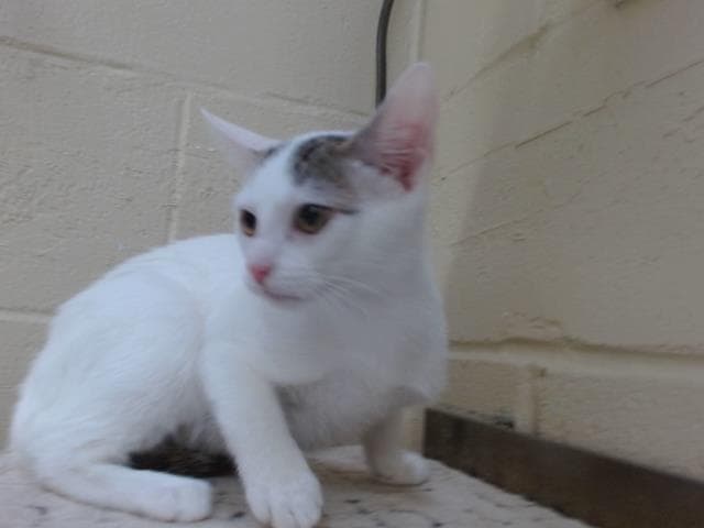 Icee - Domestic Short Hair