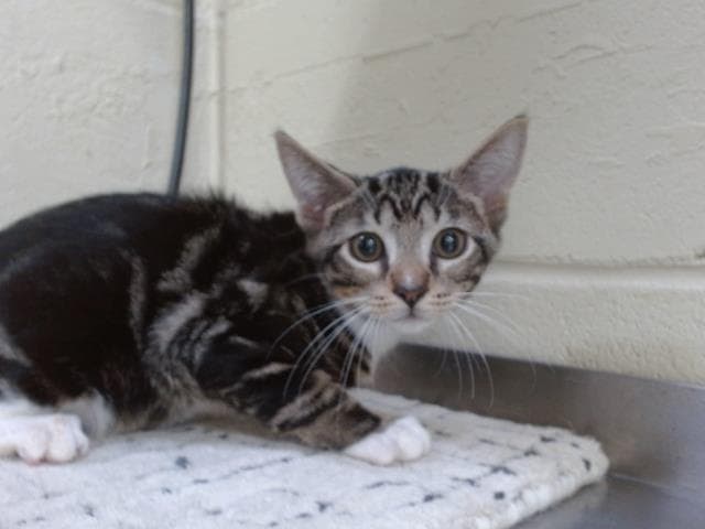 Twinkle - Domestic Short Hair