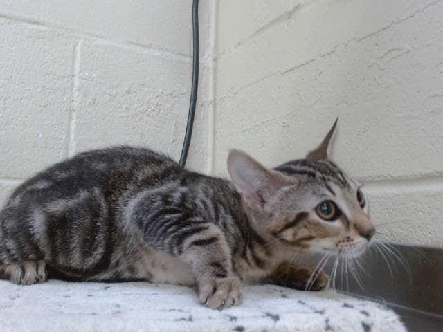 Winkle - Domestic Short Hair