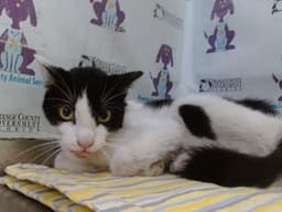 Momo image 1