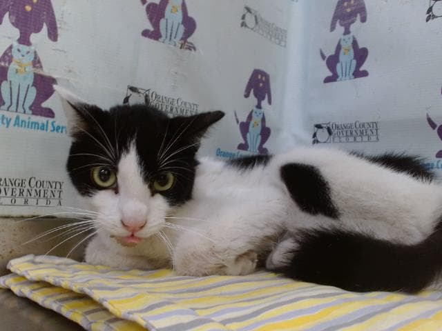 Momo - Domestic Short Hair