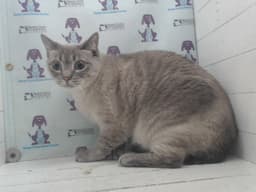 Sugar Bear image 1