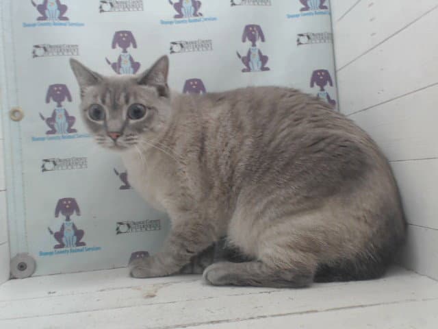 Sugar Bear - Siamese