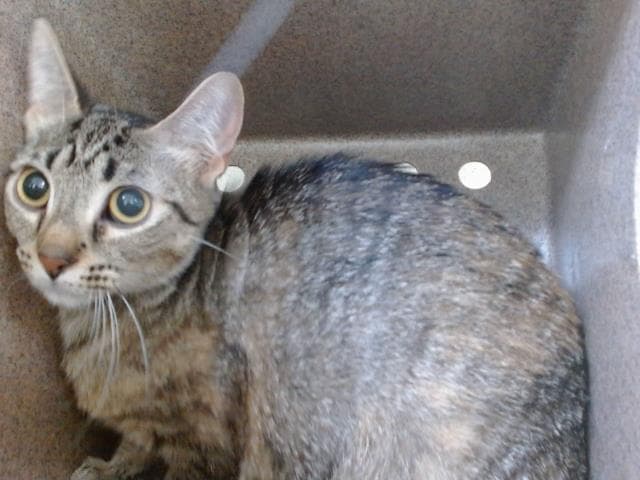 Unknown - Domestic Short Hair