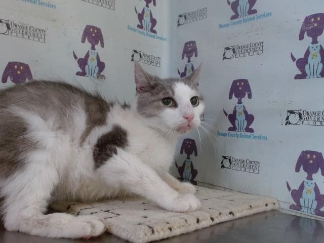 Hope - Domestic Short Hair