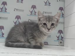 Felix image 1