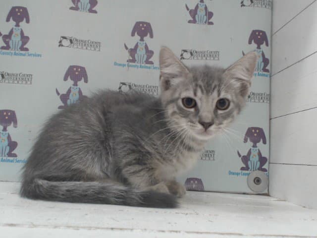 Felix - Domestic Short Hair
