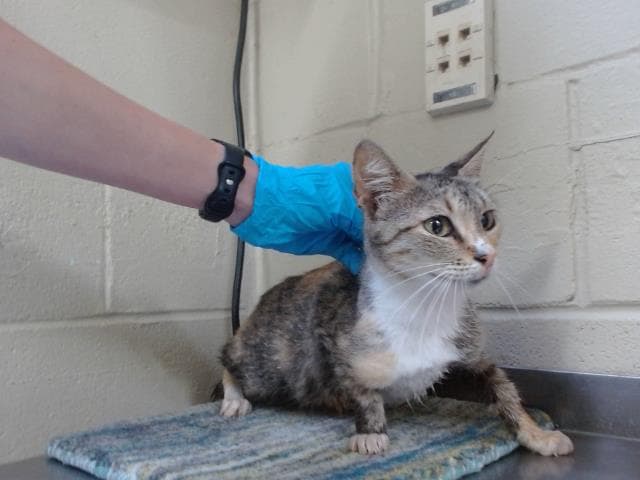 Unknown - Domestic Short Hair