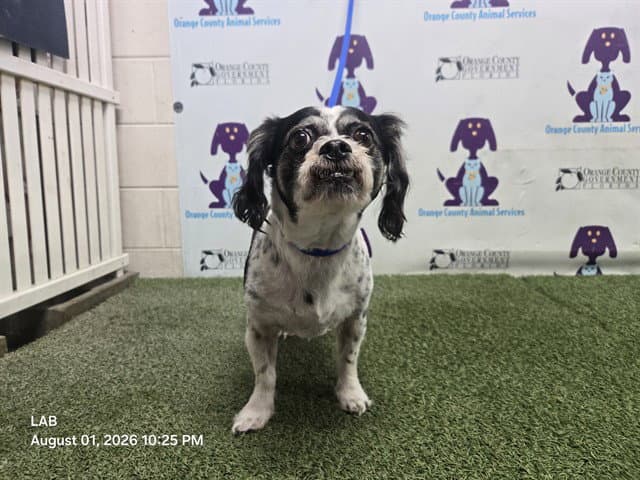 Unknown - Cavalier King Charles Spaniel