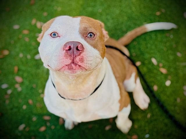 Kai - Pit Bull Terrier