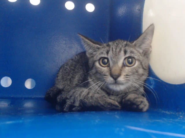 Unknown - Domestic Short Hair