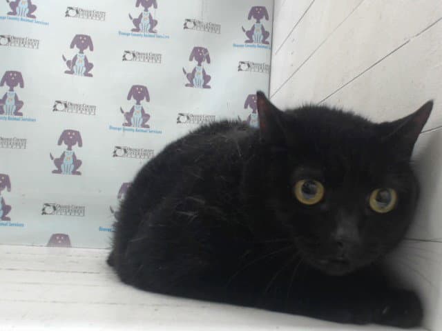 Kitty - Domestic Short Hair