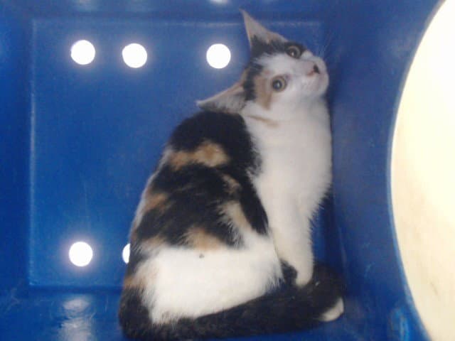 Unknown - Domestic Short Hair