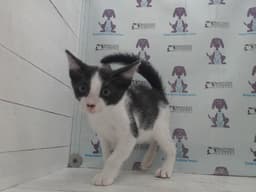 Oreo image 1
