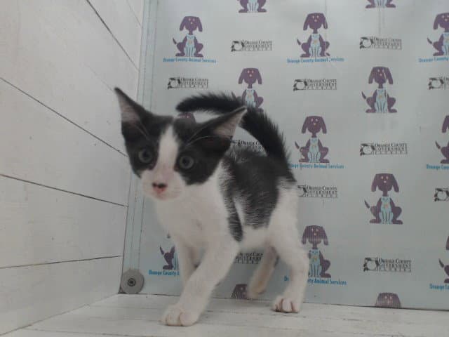 Oreo - Domestic Short Hair