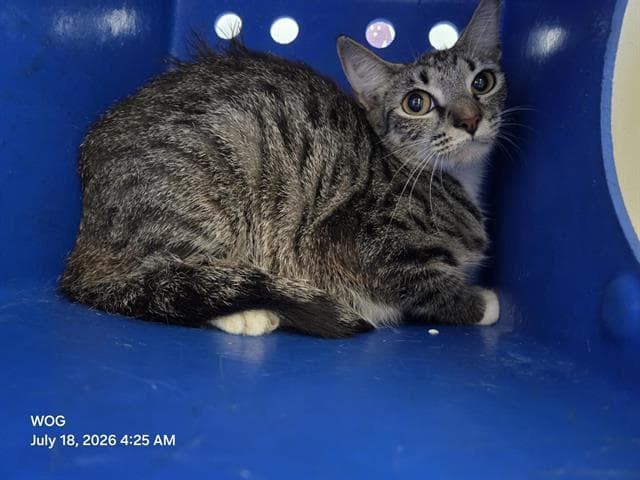 Unknown - Domestic Short Hair