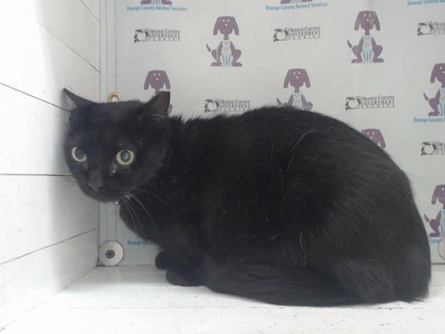 Unknown - Domestic Short Hair