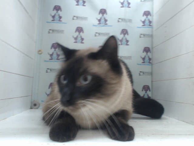 Cricket - Siamese